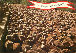 Animaux - Moutons - Carte Humoristique - La Route Des Vacances - CPM - Carte Neuve - Voir Scans Recto-Verso - Andere & Zonder Classificatie