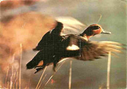 Animaux - Oiseaux - Sarcelle D'Hiver Aux Ailes Rapides - Flamme Postale - CPM - Voir Scans Recto-Verso - Vögel