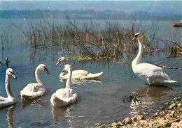 Animaux - Oiseaux - Cygnes - CPM - Voir Scans Recto-Verso - Pájaros