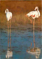 Animaux - Oiseaux - Flamants Roses - En Camargue - Au Bord Du Vaccarès - CPM - Voir Scans Recto-Verso - Oiseaux