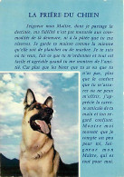 Chiens - CPM - Voir Scans Recto-Verso - Chiens