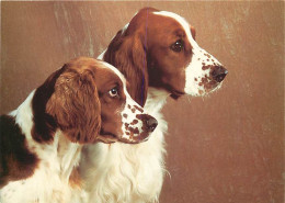 Chiens - CPM - Voir Scans Recto-Verso - Chiens