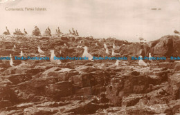 R147998 Cormorants Farne Islands. 1926 - Monde