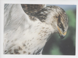 Oiseau, Buse Royale - Volerie Du Forez Marcilly Le Chatel (cp Vierge C. Levet Photographe) - Pájaros
