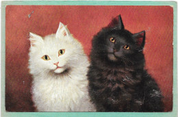 CHATS - Chats Blanc Et Noir Angora - Cats
