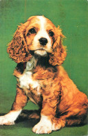 Cocker Spaniel Dog Breed Puppy - Hunde