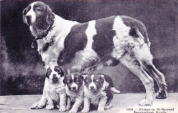 Chiens Du Saint Bernard - Bernhardiner Hunde - Hunde