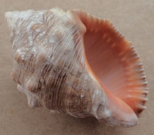 Thais Haemastoma Espagne (Javea) 41mm F+++ N4 - Seashells & Snail-shells