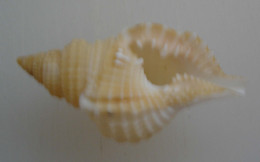 Distorsio Reticulata 39mm, F+++ Del 6 - Seashells & Snail-shells