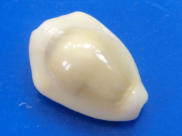 Cypraea Moneta Philippines 24,7mm GEM N33 - Schelpen