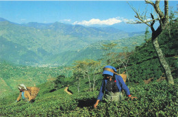 INDE - Darjeeling - Tea Pickers - Animé - Carte Postale Ancienne - Indien