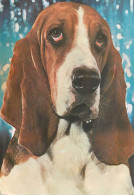 Animals Basset Hound Dog - Hunde