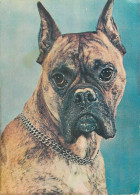 Animals Boxer Dog - Chiens