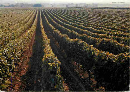 Vignes - Vignoble Charentais Aux Alignements Réguliers Et Aux Molles Ondulations De Terrain - Vendanges - Raisins - Vin  - Viñedos