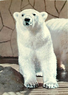 Animaux - Ours - Ours Blanc - Bear - CPM - Voir Scans Recto-Verso - Ours
