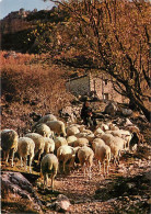 Animaux - Moutons - Les Belles Images De Provence - Moutons Au Printemps - CPM - Voir Scans Recto-Verso - Andere & Zonder Classificatie