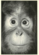 Animaux - Singes - Orang-Outan - Carte Neuve - CPM - Voir Scans Recto-Verso - Monos