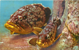 Animaux - Poissons - Musée Océanographique De Monaco - 100 - Mérou Brun - Epinephelus Gigas - Carte Neuve - CPM - Voir S - Poissons Et Crustacés