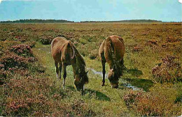 Animaux - Chevaux - Royaume-Uni - New Forest Ponies - Poneys - Voir Scans Recto Verso  - Cavalli