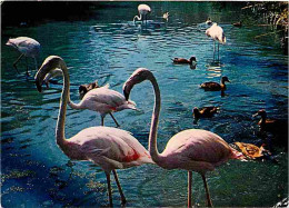 Animaux - Oiseaux - Flamants Roses - CPM - Voir Scans Recto-Verso - Birds