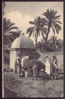 ALGERIE LA CUEILLETTE DES DATTES - Scenes