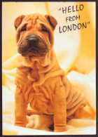 CHIEN HELLO FROM LONDON 12 X 17 CM - Hunde