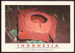 INDONESIE CARCASE FLOWER SUMATRA 16 X 11.5 CM - Indonesië