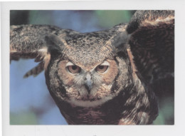 Oiseau, Grand Duc D'Amérique - Volerie Du Forez Marcilly Le Chatel (cp Vierge C. Levet Photographe) - Vögel