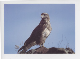 Oiseau, Buse Variable - Volerie Du Forez Marcilly Le Chatel (cp Vierge C. Levet Photographe) - Pájaros