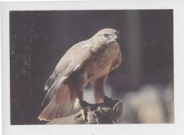 Oiseau, Buse Féroce - Volerie Du Forez Marcilly Le Chatel (cp Vierge C. Levet Photographe) - Oiseaux