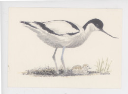 Oiseau Avocette Et Son Poussin - Hasbrouck Illustrateur (parc Ornithologique Du Marquenterre) Cp Vierge - Birds