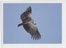 Oiseau, Vautour Himalaya "envol" Volerie Du Forez Marcilly Le Chatel (cp Vierge C. Levet Photographe) - Vögel