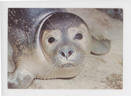Phoque Vitulina : Phoque Veau-marin, Ou Phoque Commun (cp Vierge) Young Common Seal - Autres & Non Classés