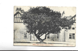 CPA  BAILLIE NICOL JAROLE S  TREE AND POKER   (voir Timbres) - Aberdeenshire