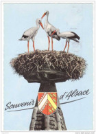 Souvenir D'Alsace 1968 - Cigognes - Blason # 65 - Sonstige & Ohne Zuordnung