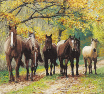 Horse - Cheval - Paard - Pferd - Cavallo - Cavalo - Caballo - Häst - Paarden