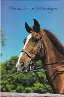 Horse - Cheval - Paard - Pferd - Cavallo - Cavalo - Caballo - Häst - Karto - Double Card - Vintage Greeting Card - Paarden