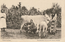 CARTE POSTALE ORIGINALE ANCIENNE SOUPLE : RUMANISCHES LANDERSTRACHT (BEIM MELKEN) VEDERE LA TARA  ROUMANIE - Romania