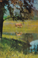 Horse - Cheval - Paard - Pferd - Cavallo - Cavalo - Caballo - Häst - Karto - Double Card - Vintage Greeting Card - Caballos