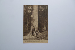 Forêt De LA JOUX  -  39  -  Le Président  -  Sapin  -  JURA - Bäume