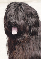 Berger De Briard - Dog - Chien - Cane - Hund - Hond - Perro - Hunde