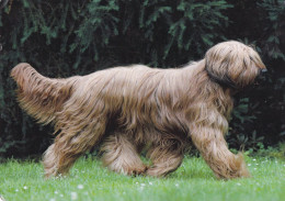 Berger De Briard - Dog - Chien - Cane - Hund - Hond - Perro - Chiens