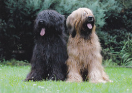 Berger De Briard - Dog - Chien - Cane - Hund - Hond - Perro - Chiens