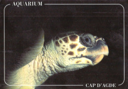 *CPM - Tortue Caouane - Tortugas