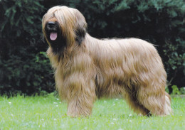 Berger De Briard - Dog - Chien - Cane - Hund - Hond - Perro - Hunde