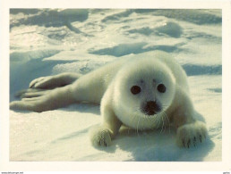 *CPM - Phoque Du Labrador - Canada - Sonstige & Ohne Zuordnung