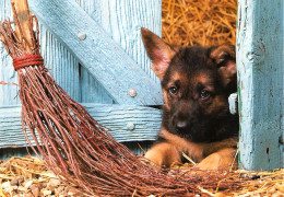 *CPM - Chiot Berger Allemand - Chiens