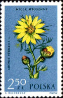 Pologne Poste N** Yv:1196 Mi:1336 Adonis Vernalis - Unused Stamps