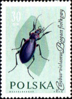 Pologne Poste N** Yv:1141 Mi:1278 Carabus Violaceus - Neufs