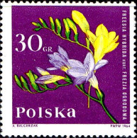 Pologne Poste N* Yv:1395 Mi:1542 Freesia (défaut Gomme) - Unused Stamps